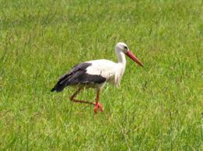 MIDZYSZKOLNY KONKURS PRZYRODNICZYFLORA I FAUNA LUBELSZCZYZNY-GATUNKI CHRONIONE