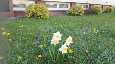 Erasmus+ Log in Nature - Nasz szkolny ogrd powoli piknieje