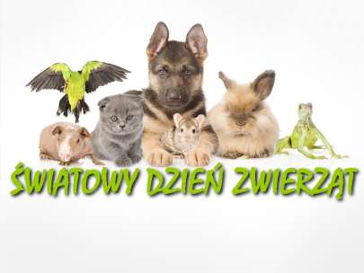 4 padziernika - wiatowy Dzie Zwierzt w naszej szkole Pluszaki-zwierzaki w akcji